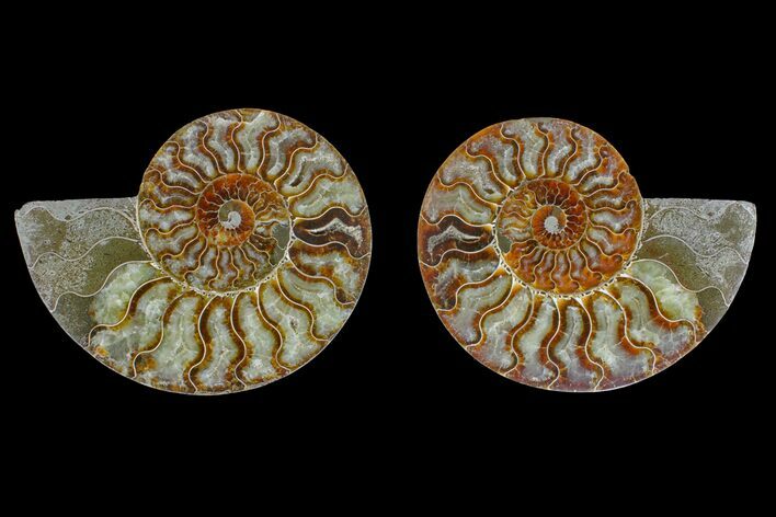 Agate Replaced Ammonite Fossil - Madagascar #166894